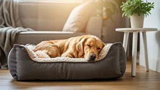 Comfortable Homes Start With Happy Pets