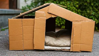 Keep Stray Cats Content Exploring Easy Cardboard Shelter Blueprints Tonight