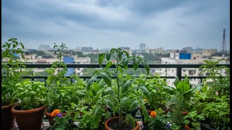 Bengaluru's Rain-Fed Planting Window: The Reader-Service Angle Young Indians Need