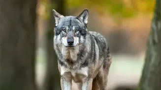 Responsible Wolf Tourism Expands Alongside Europe's Recovering Packs