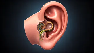 Decoding Interview Success: The 7-38-55 Rule