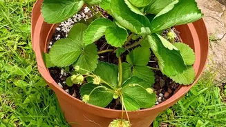 Mahabaleshwar's Strawberry Future May Depend on Science and Smaller-Farm Access