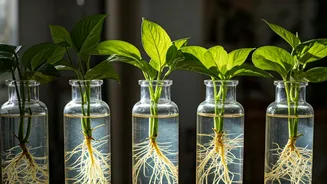 Propagating Trailing Pothos In Bottles Is Super Addictive Fun
