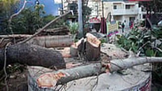 MP News: NGT Transfers Tree-Felling Case To Delhi, Seeks Pan-India Policy