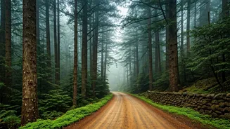 Thengumarahada: Tamil Nadu's Enigmatic Nilgiri Village with Restricted Access