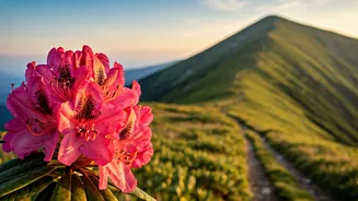 Trek Through Pristine Rhododendron Paths In Leh This Month