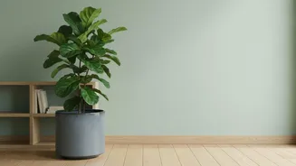 Before Finalising Houseplant Shopping, Review Room Humidity And Available Space
