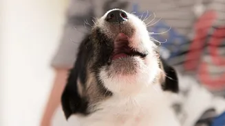Deixar o filhote chorando não é disciplina: a ciência explica o que acontece com o cãozinho