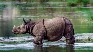 What India's Environmental Reports Reveal About Wildlife Protection Efforts
