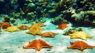 How Lakshadweep Fragile Reef Systems Benefit From Strict Sustainable Travel And Waste Regulations