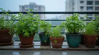 Monsoon Balcony Gardening Makes Fresh Herbs More Accessible For City Families