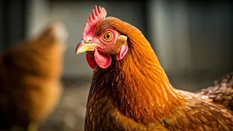 Unveiling the Chicken: 10 Astonishing Insights into India's Most Popular Bird
