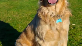 Do Not Forget to Update the Pet's Collar Tag Details