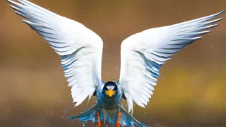 Global Review Says Migratory Bird Protection Needs Faster Coordinated Action