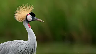 Cranes vs. Storks: Unmasking the Differences in These Graceful White Birds