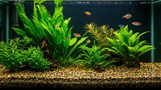 Aquarium Fish: 10 Beginner-Friendly Choices