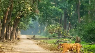 IRCTC's New Packages Put Multiple Tiger Reserves Within One Itinerary