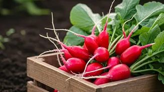 Effortless Homegrown Radishes: A Quick Guide for Gardeners of All Levels