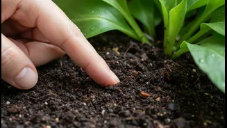 A Finger Test Can Prevent Overwatering During Humid, Rainy Weeks