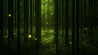 Charming Southern Hill Bamboo Scenery Sparks Bioluminescent Insect Tourism Boom