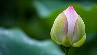 Nature-Inspired Indian Baby Names To Consider