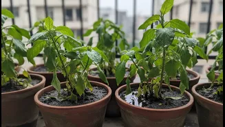 Better Drainage Could Be The Most Important Monsoon Upgrade For Balcony Plants
