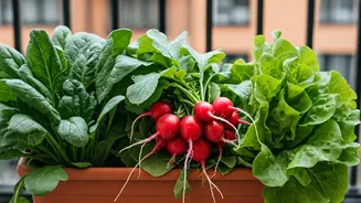 Grow These Veggies on Your Balcony This Winter