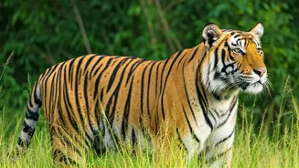 5 Indian Safari Gates: Spotting Tigers!