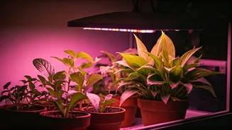 Grow Lights Are Urban India’s Plant Shortcut