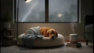 Expert tips for calming apartment pets during loud monsoon thunderstorm events