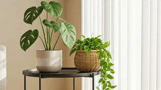 Low-Maintenance Plants Make Decor Feel Alive