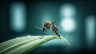 Kerala on Alert: Understanding West Nile Fever Symptoms, Spread, and Prevention