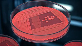 Shigella Scourge: Why Little Ones Face the Biggest Risk