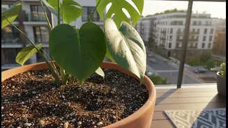 How To Secure Long-Term Soil Longevity For Covered Urban Balconies Using Smart Sand Blends