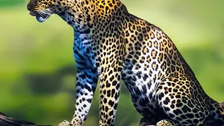 Monsoon Weather Is Giving August Wildlife Safaris A Fresh Appeal