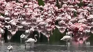 Watch: Thousands Of Flamingos Flock To Navi Mumbai’s Wetlands In Rare Visual Treat
