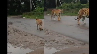 Tigers in Karnataka? Fact Check on Viral Claim