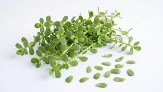 Add a tangy twist to your meals with purslane