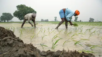 Sementes "ouvem" chuva antes de germinar, indica estudo
