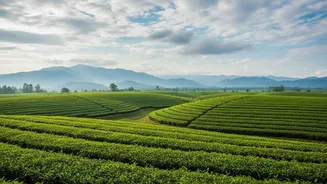 Rainy Season Adventures In Assam Blend Nature, Wildlife And Culture