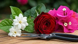 Jasmine, Roses And Bougainvillea Need Trimming Now