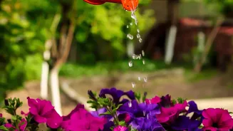 The Best Watering Strategy During Humid Weather Is Observation