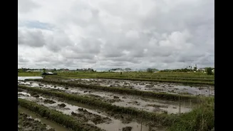 Cyclone Arnab causes significant damage to harvest-ready paddy crops in Chhattisgarh