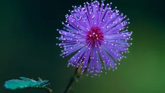 Why One Purple Flower Carries a Serious Fine in the Nilgiris