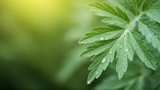 Beyond Snail Mucin: The Botanical K-Beauty Monsoon Ingredients