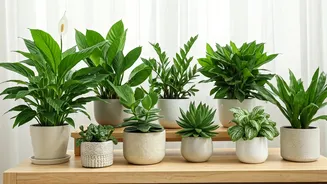 8 Peaceful Plants: Bring Calm & Positive Energy Home
