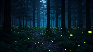 Reserve Late Night Guided Walks To Witness Western Ghats Fireflies