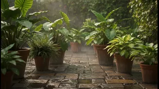 Rainy Plants Need Space, Not Overcrowding