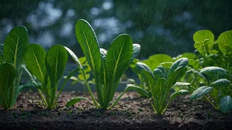 Small-Space Greens Have Entered Monsoon Mode