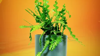 New Research Explains What Indoor Plants Can And Cannot Do For Air Quality